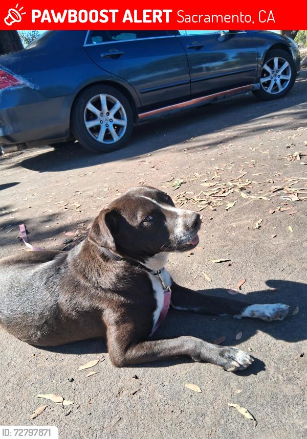 Lost Female Dog last seen At the end of Dixieanne Ave by Swanson light rail station, Sacramento, CA 95815