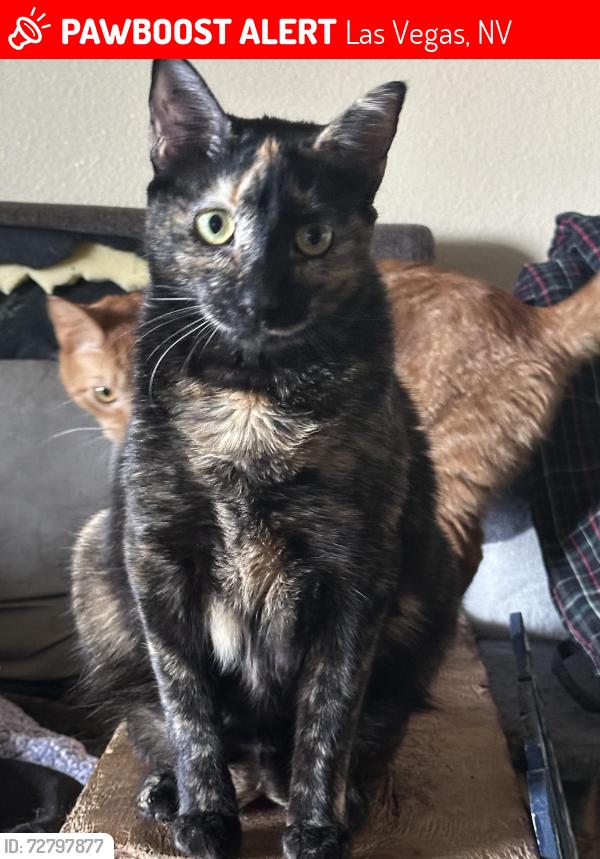 Lost Female Cat last seen Link , Las Vegas, NV 89156