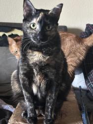 Lost Female Cat last seen Link , Las Vegas, NV 89156