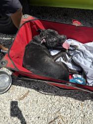 Found/Stray Male Dog last seen Across from the Wesley apmts , Orlando, FL 32836