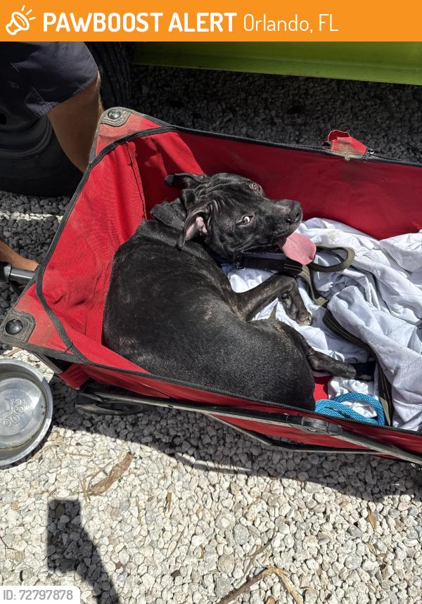 Found/Stray Male Dog last seen Across from the Wesley apmts , Orlando, FL 32836