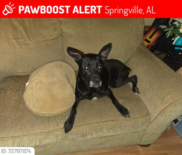 Lost Female Dog last seen Evergreen Rd, Cottonwood Ln, Hwy 23, George Circle, Beulah Circle, Springville, AL 35146