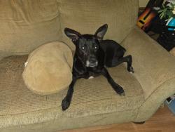 Lost Female Dog last seen Evergreen Rd, Cottonwood Ln, Hwy 23, George Circle, Beulah Circle, Springville, AL 35146