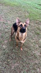 Found/Stray Male Dog last seen Bexar Bowling Rd, FM 2538, TX 78152