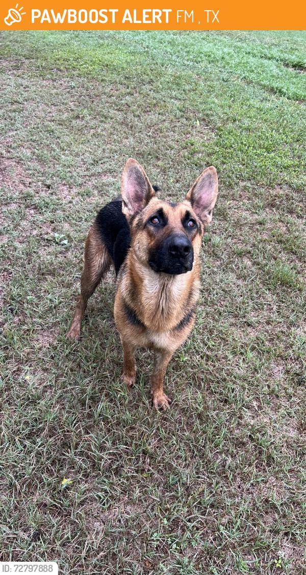 Found/Stray Male Dog last seen Bexar Bowling Rd, FM 2538, TX 78152