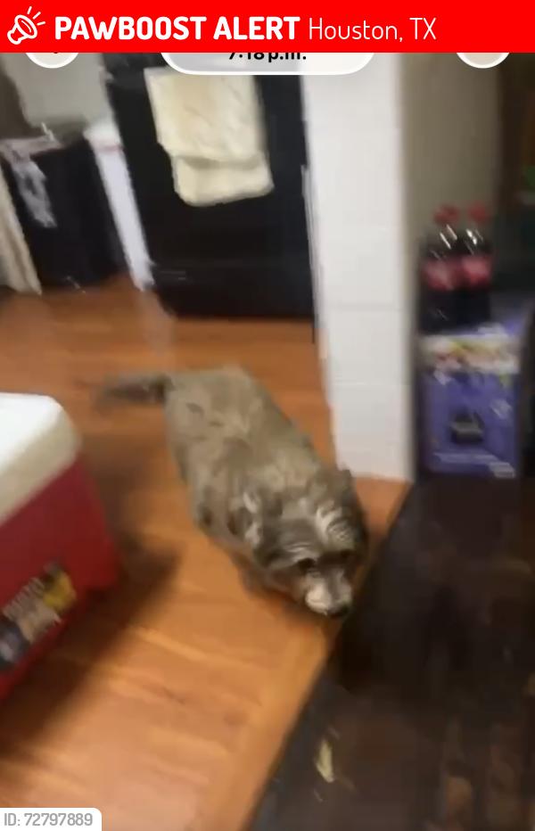 Lost Male Dog last seen Craigmont st  Carrolton st , Houston, TX 77023