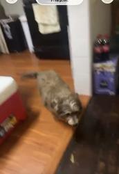 Lost Male Dog last seen Craigmont st  Carrolton st , Houston, TX 77023