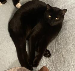 Lost Male Cat last seen Old Jacksonville Rd, Anthony, FL 32617