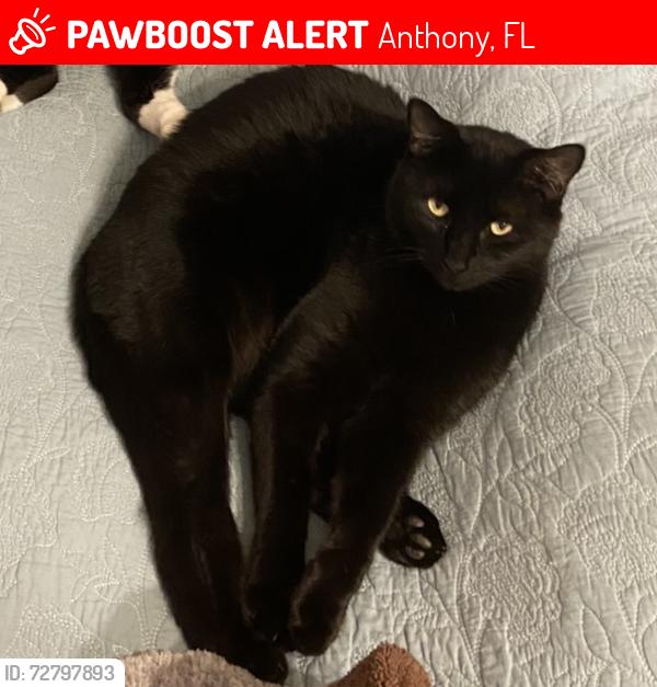 Lost Male Cat last seen Old Jacksonville Rd, Anthony, FL 32617