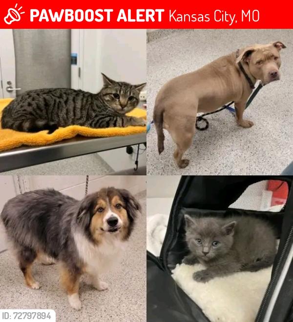 Lost Male Cat last seen Near east 42nd st Kansas City mo 64133, Kansas City, MO 64133