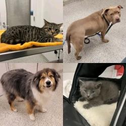 Lost Male Cat last seen Near east 42nd st Kansas City mo 64133, Kansas City, MO 64133
