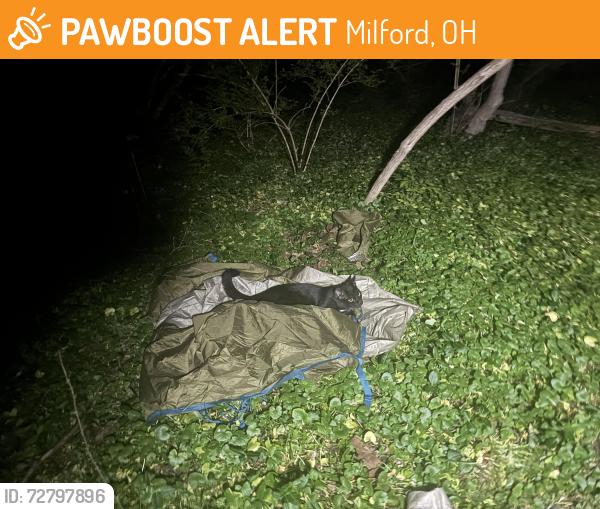 Found/Stray Male Cat last seen Jim terrel park ord, Milford, OH 45150