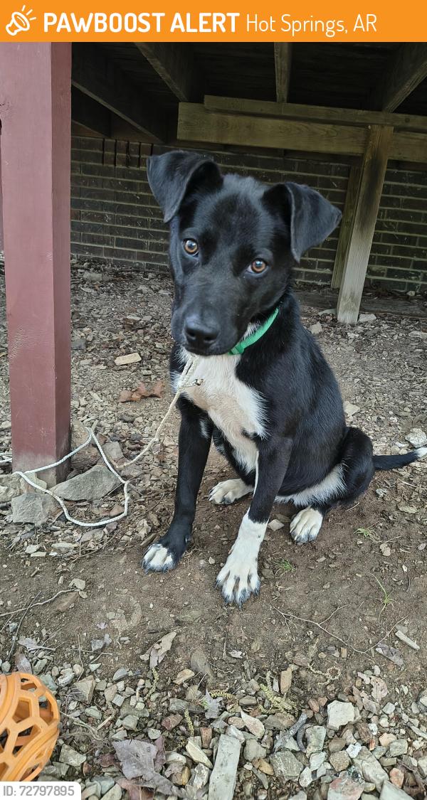 Found/Stray Female Dog last seen Blacksnake, Hot Springs, AR 71913