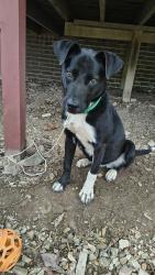 Found/Stray Female Dog last seen Blacksnake, Hot Springs, AR 71913