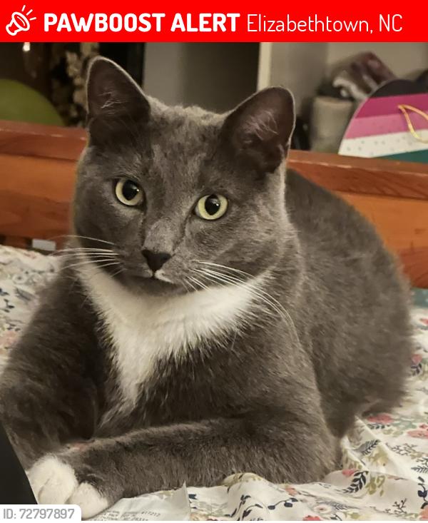 Lost Male Cat last seen Soup haire rd elizabethtown nc 28337, Elizabethtown, NC 28337