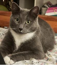 Lost Male Cat last seen Soup haire rd elizabethtown nc 28337, Elizabethtown, NC 28337