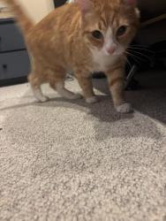 Found/Stray Unknown Cat last seen S Charles and E barney st, Baltimore, MD 21230