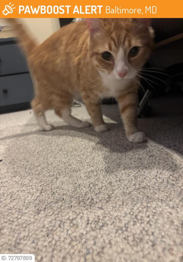 Found/Stray Unknown Cat last seen S Charles and E barney st, Baltimore, MD 21230