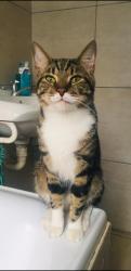 Lost Male Cat last seen Near Viljoen Crescent Tafelsig Cape Town, Cape Town, WC 7785