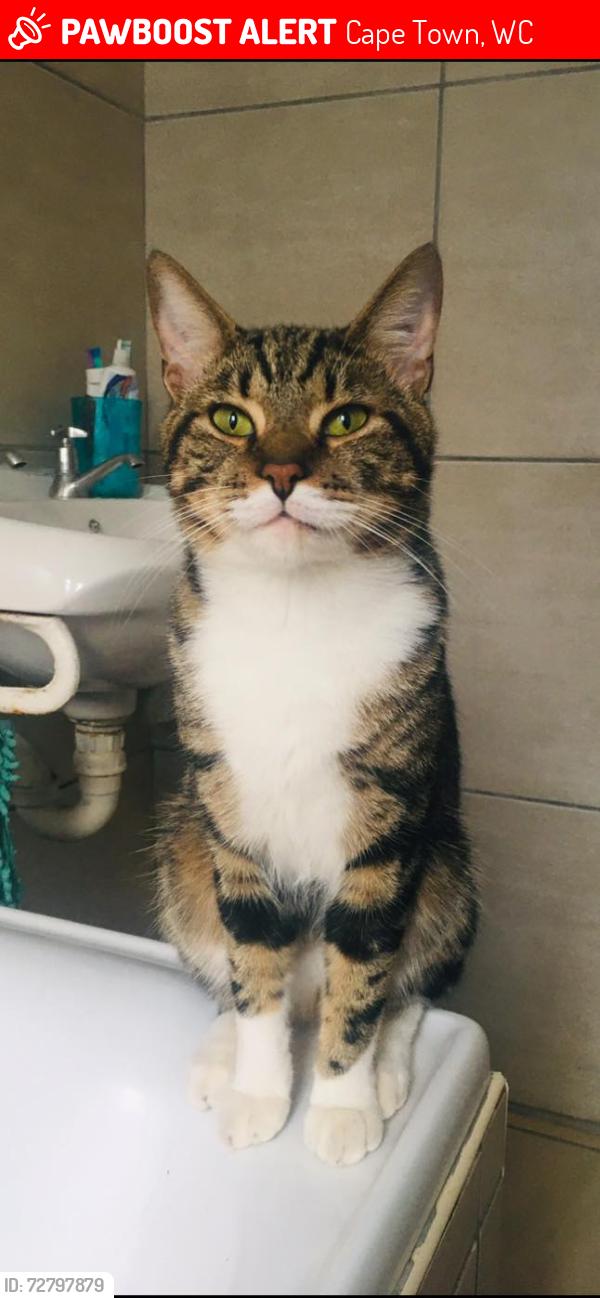 Lost Male Cat last seen Near Viljoen Crescent Tafelsig Cape Town, Cape Town, WC 7785