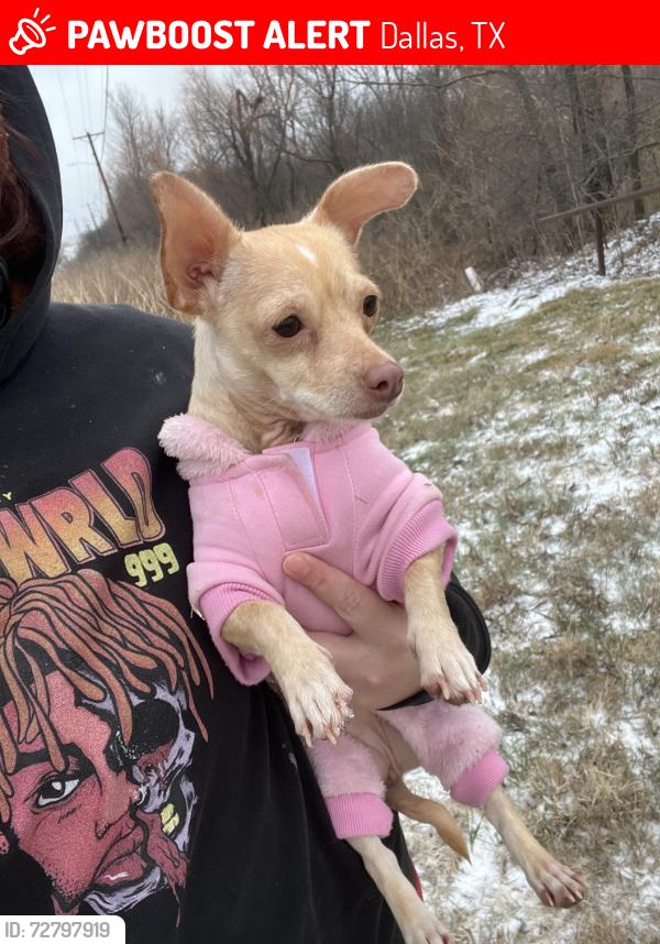 Lost Female Dog last seen Near Monmouth ln , Dallas, TX 75211
