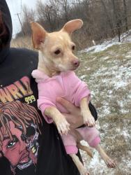 Lost Female Dog last seen Near Monmouth ln , Dallas, TX 75211