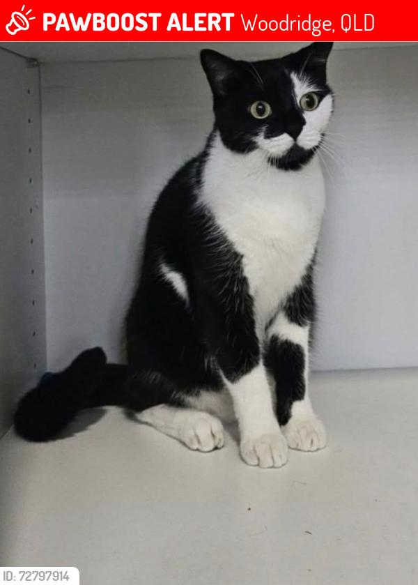 Lost Female Cat last seen Pine drive and garden Avenue , Woodridge, QLD 4114