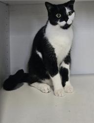 Lost Female Cat last seen Pine drive and garden Avenue , Woodridge, QLD 4114