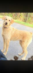 Found/Stray Female Dog last seen Unsure, Valley, AL 36854