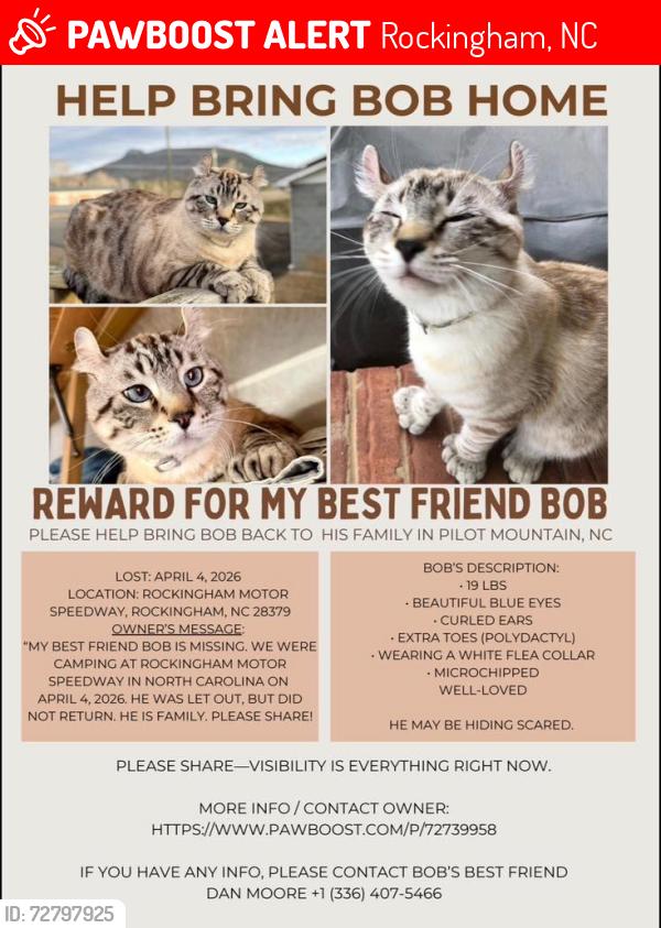 Lost Male Cat last seen Parking Lot E Rockingham Speedway., Rockingham, NC 28379