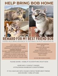 Lost Male Cat last seen Parking Lot E Rockingham Speedway., Rockingham, NC 28379
