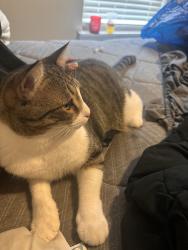 Lost Male Cat last seen North avenue/ commerce road, Athens, GA 30601