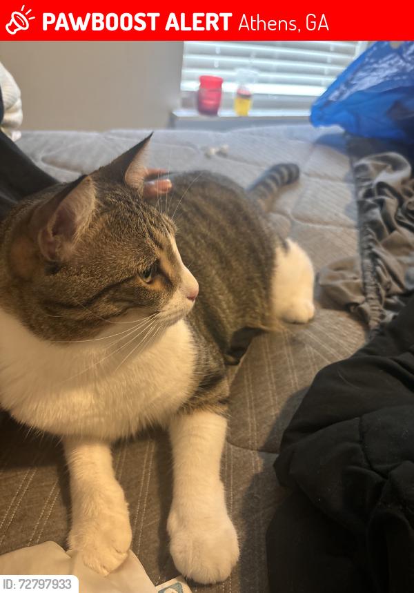 Lost Male Cat last seen North avenue/ commerce road, Athens, GA 30601
