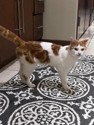Found/Stray Male Cat last seen Found near 322 street and county road 133., St. Cloud, MN 56301