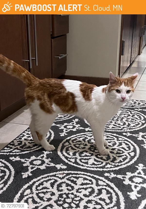 Found/Stray Male Cat last seen Found near 322 street and county road 133., St. Cloud, MN 56301