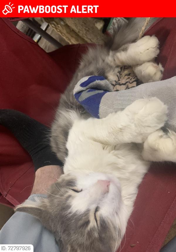 Lost Male Cat last seen Willams lake and Airport rd Waterford, Waterford Township, MI 48329