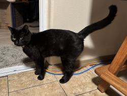 Found/Stray Male Cat last seen Cascade View Elementary School, Tukwila, WA 98168