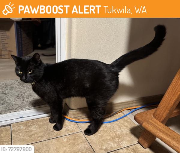 Found/Stray Male Cat last seen Cascade View Elementary School, Tukwila, WA 98168