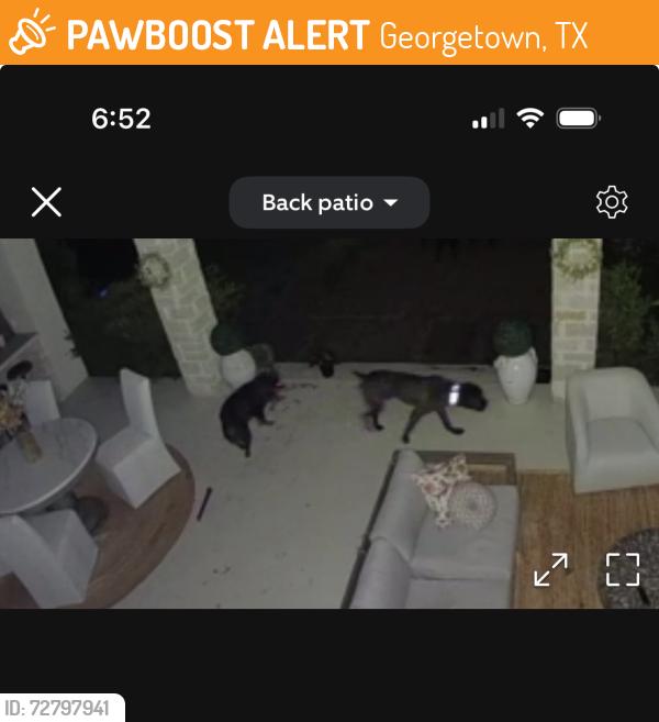 Found/Stray Unknown Dog last seen Near Star thistle Trl , Georgetown, TX 78628