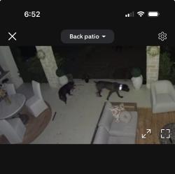 Found/Stray Unknown Dog last seen Near Star thistle Trl , Georgetown, TX 78628