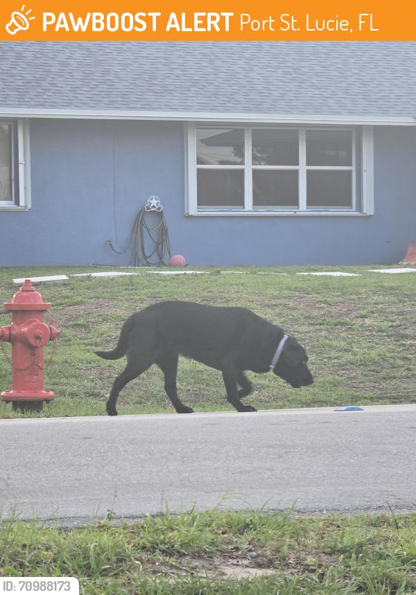 Found/Stray Unknown Dog last seen SE Addison St, Port St. Lucie, FL 34984