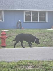 Found/Stray Unknown Dog last seen SE Addison St, Port St. Lucie, FL 34984