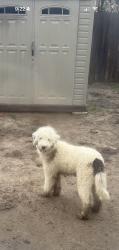 Lost Male Dog last seen Nolan, N. Pine, Dawson, Gorman, N Palmetto, E. Houston, San Antonio, TX 78202