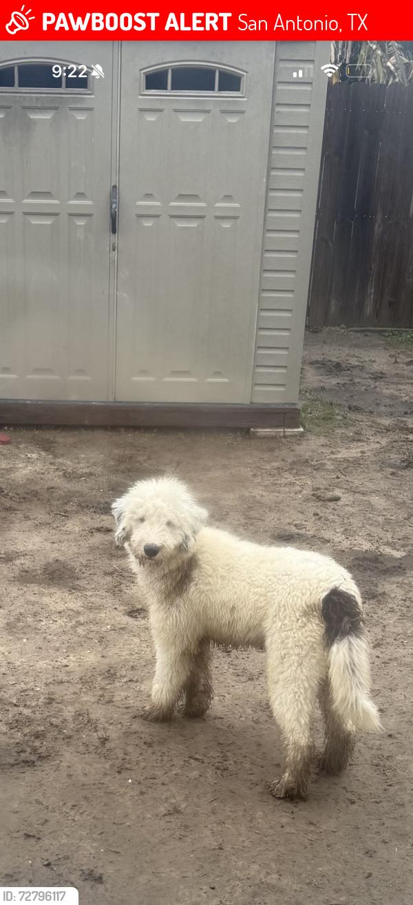 Lost Male Dog last seen Nolan, N. Pine, Dawson, Gorman, N Palmetto, E. Houston, San Antonio, TX 78202