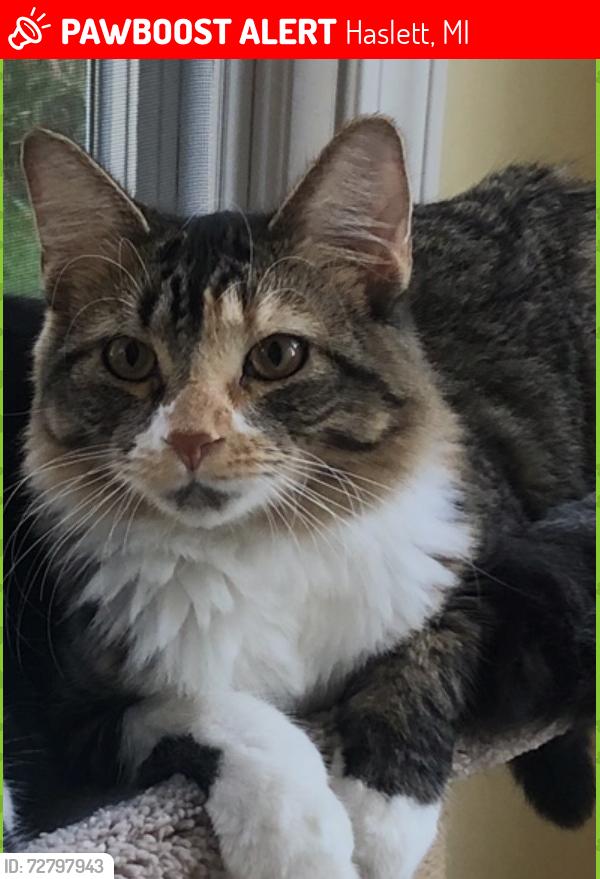 Lost Female Cat last seen Bayonne/Raby, Haslett, MI 48840