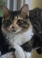 Lost Female Cat last seen Bayonne/Raby, Haslett, MI 48840