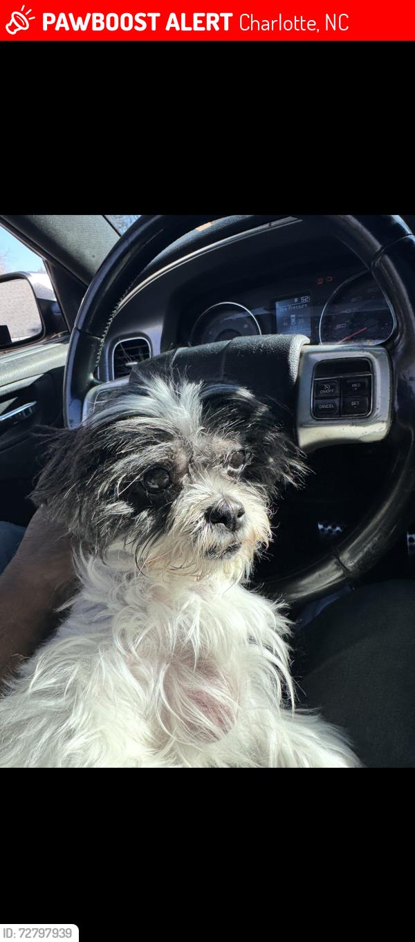 Lost Female Dog last seen Sunset road , Charlotte, NC 28216