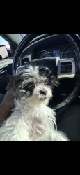 Lost Female Dog last seen Sunset road , Charlotte, NC 28216