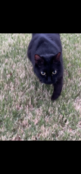 Found/Stray Unknown Cat last seen 201st and 41st, Broken Arrow, OK 74014