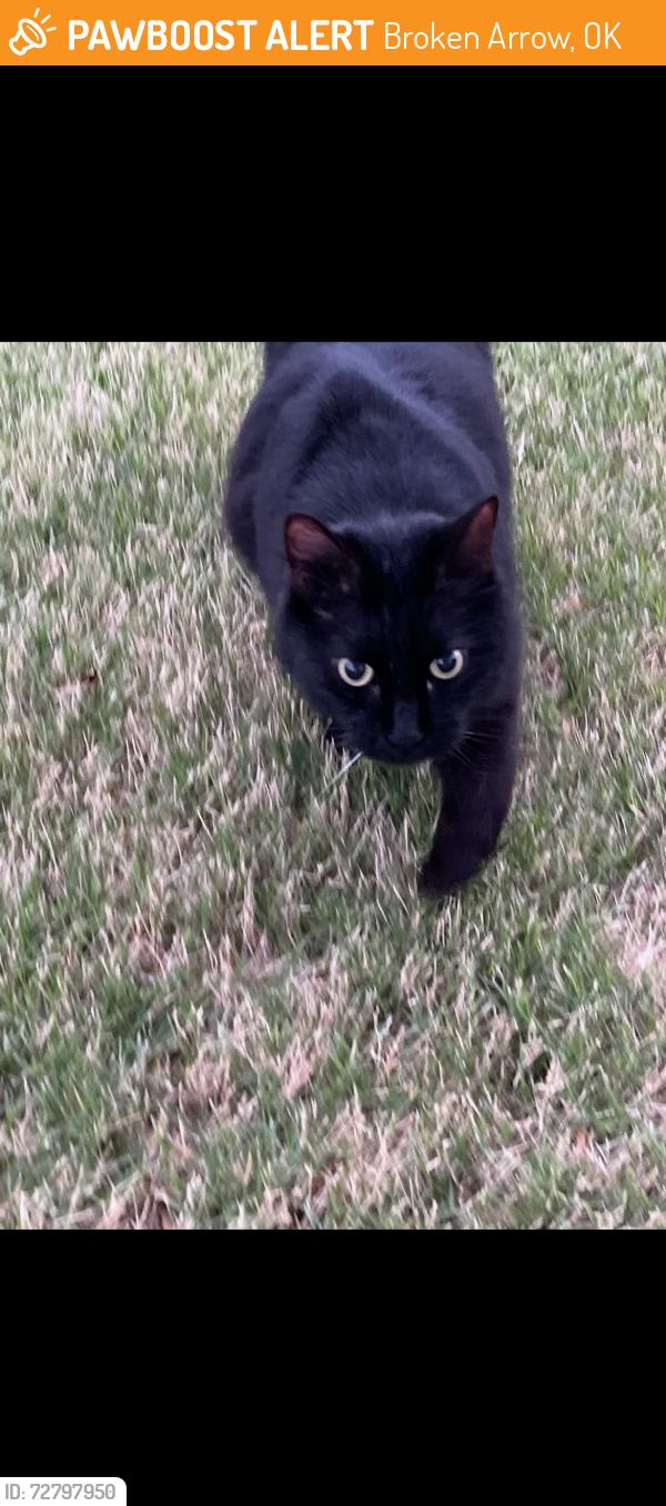 Found/Stray Unknown Cat last seen 201st and 41st, Broken Arrow, OK 74014